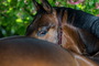 Equestfoto Pferde Fotoshooting