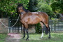 Equestfoto Pferde Fotoshooting